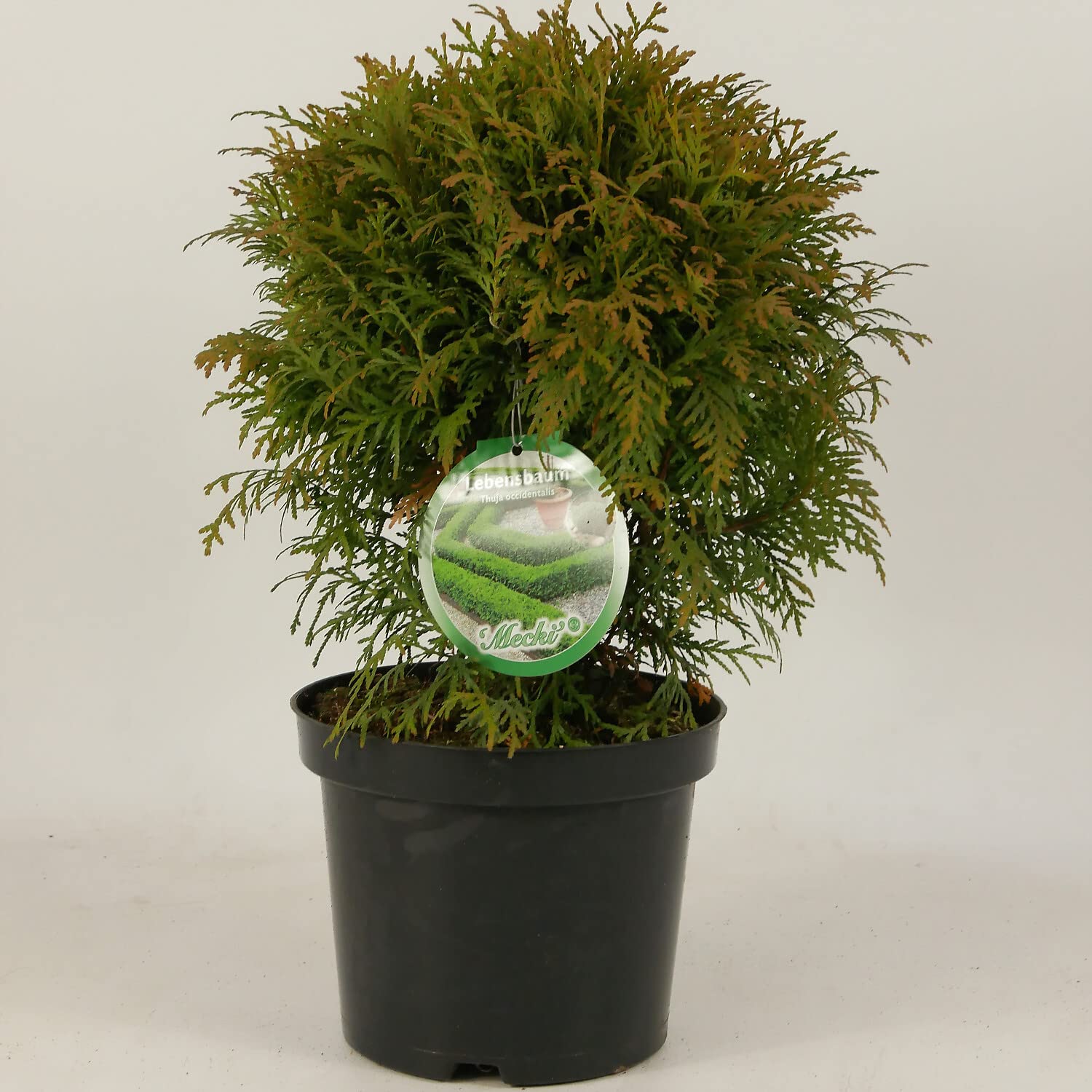 Lebensbaum Thuja occidentalis 'Mecki' im 3 Liter Container 20-25 cm  GartenHit24 : Amazon.de: Garten