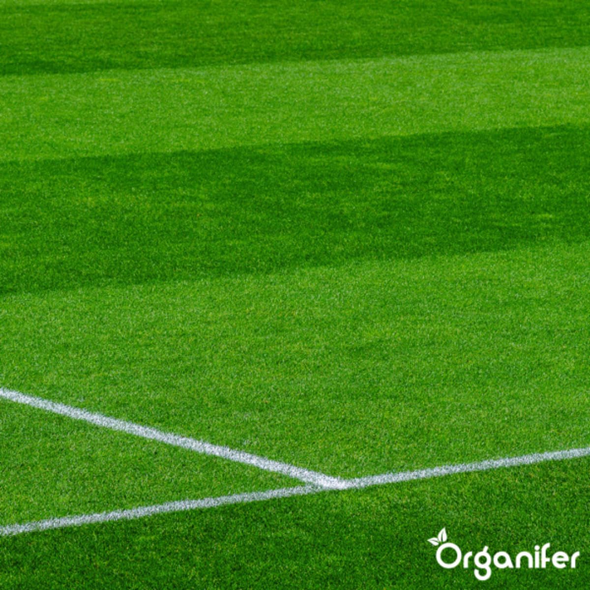 Engrais Pro Turf & Lawn (20 Kg - 665 M2) - Spécialement Pour Grandes Pelouses - Terrains De Sport Et Terrains De Golf - Libération Progressive - Npk+Mg+S (20+5+8 +4 +9) - Organifer