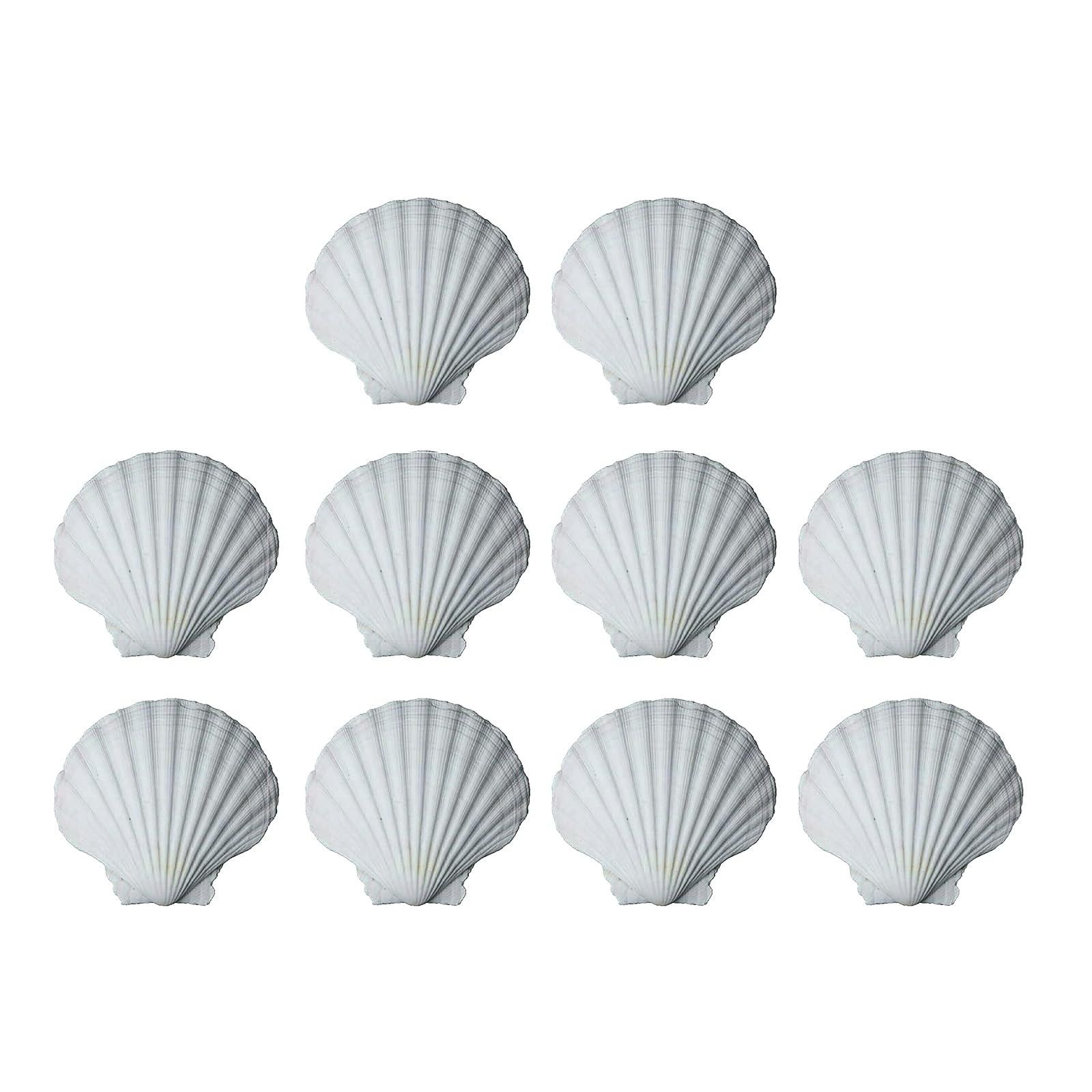 Buxuaaaa 10Pieces White Shells Natural Scalloped Shells for Crafting and Coloring Perfectly for Artists and Teachers White Seashells for