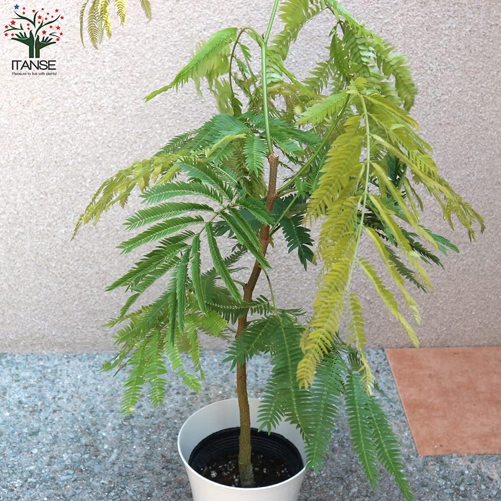 Amazon Co Jp エバーフレッシュ アカサヤネムノキ 観葉植物 中型 6号プラスチック鉢 品種で選べる観葉植物 リビングやオフィスの窓辺向きサイズ 1個売り 学名 Cojoba Arborea Var Angustifolia アオイ科コヨバ属 原生地 東南アジア 南アメリカ エバーフレッシュ