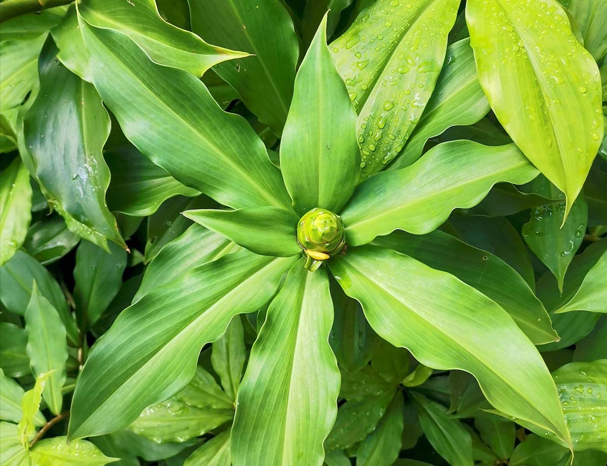 Where Can I Buy Insulin Plant Buy aZee Costus Igneus Insulin Live Medicinal ,Garden Rare Insulin