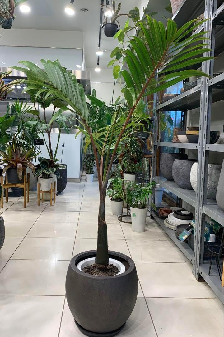 トックリヤシ ファイバー鉢 お皿 園芸ネット本店｜トックリヤシ(ボトル