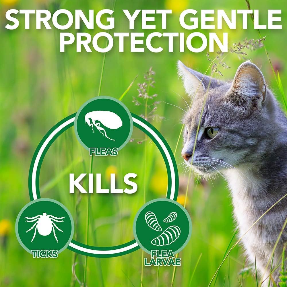 Vet's Best Flea & Tick Shampoo for Cats | Premium Shampoo & Cat Flea Treatment | 12 oz : Pet Supplies