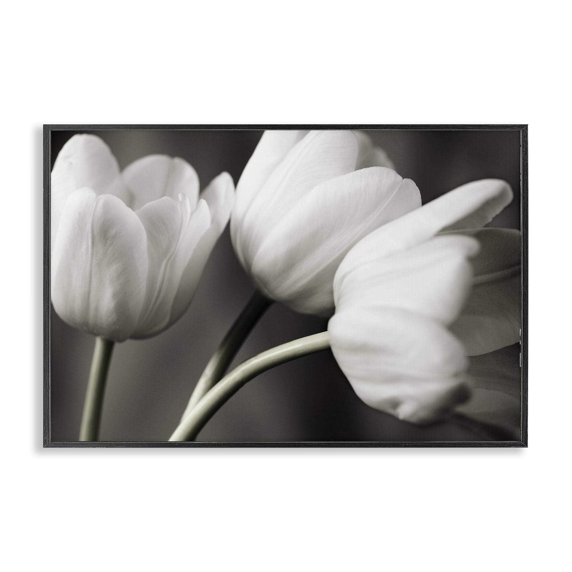 'Row Of Monochrome Tulips'| Framed Giclee Art