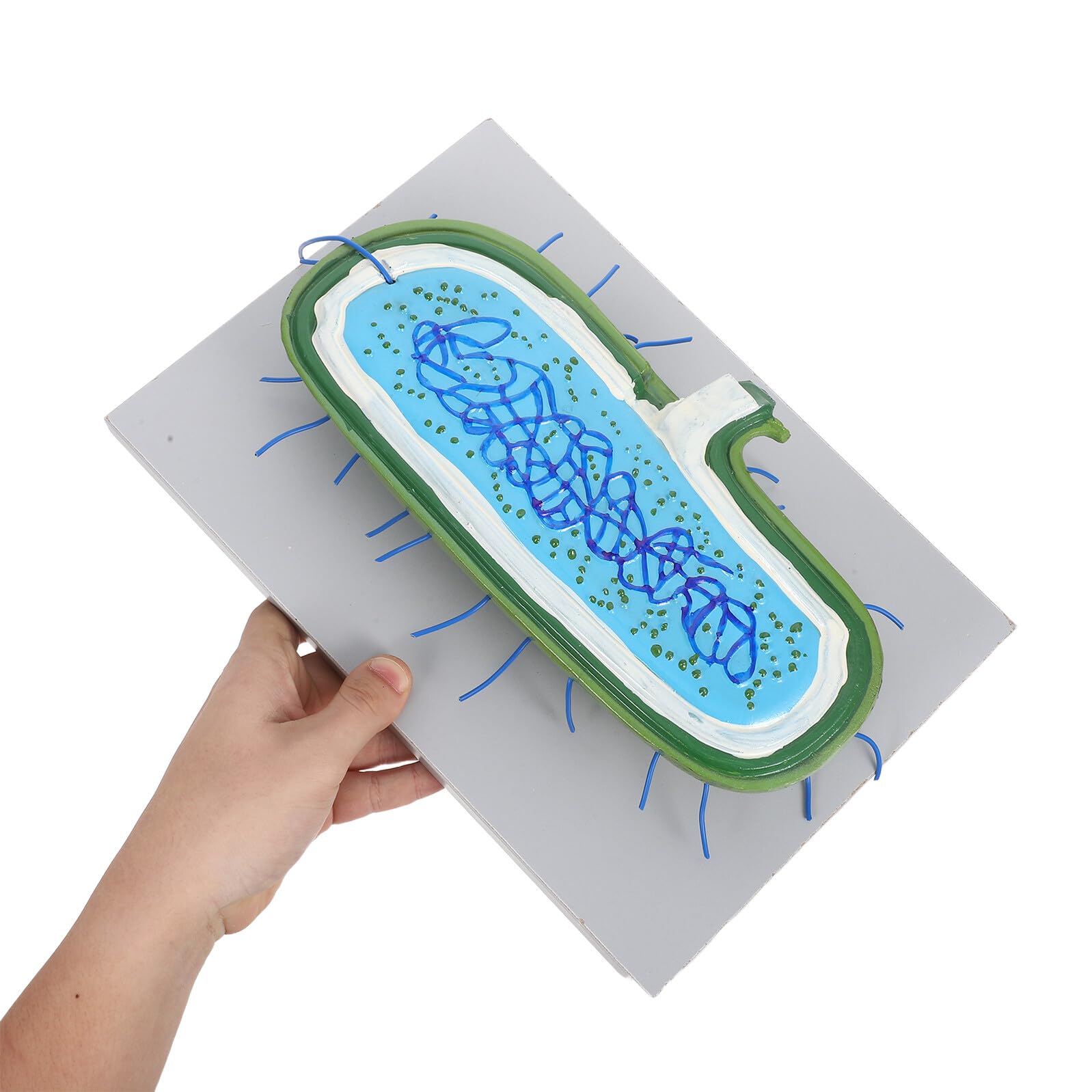 Vergrößertes Zellkernmodell aus Kunststoff für Biologieunterricht | Detaillierte Zellorganellen Darstellung, Demonstrationsmodell für Schüler, Naturwissenschaftlicher Unterricht