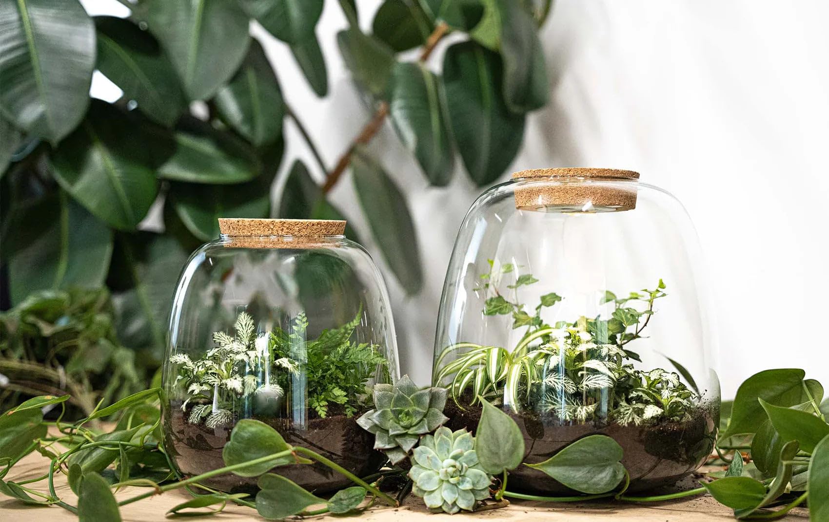 Teddy Bonsai Flaschengarten Mit Licht  DIY Terrarium 25 Cm Pflanzen  Terrarium