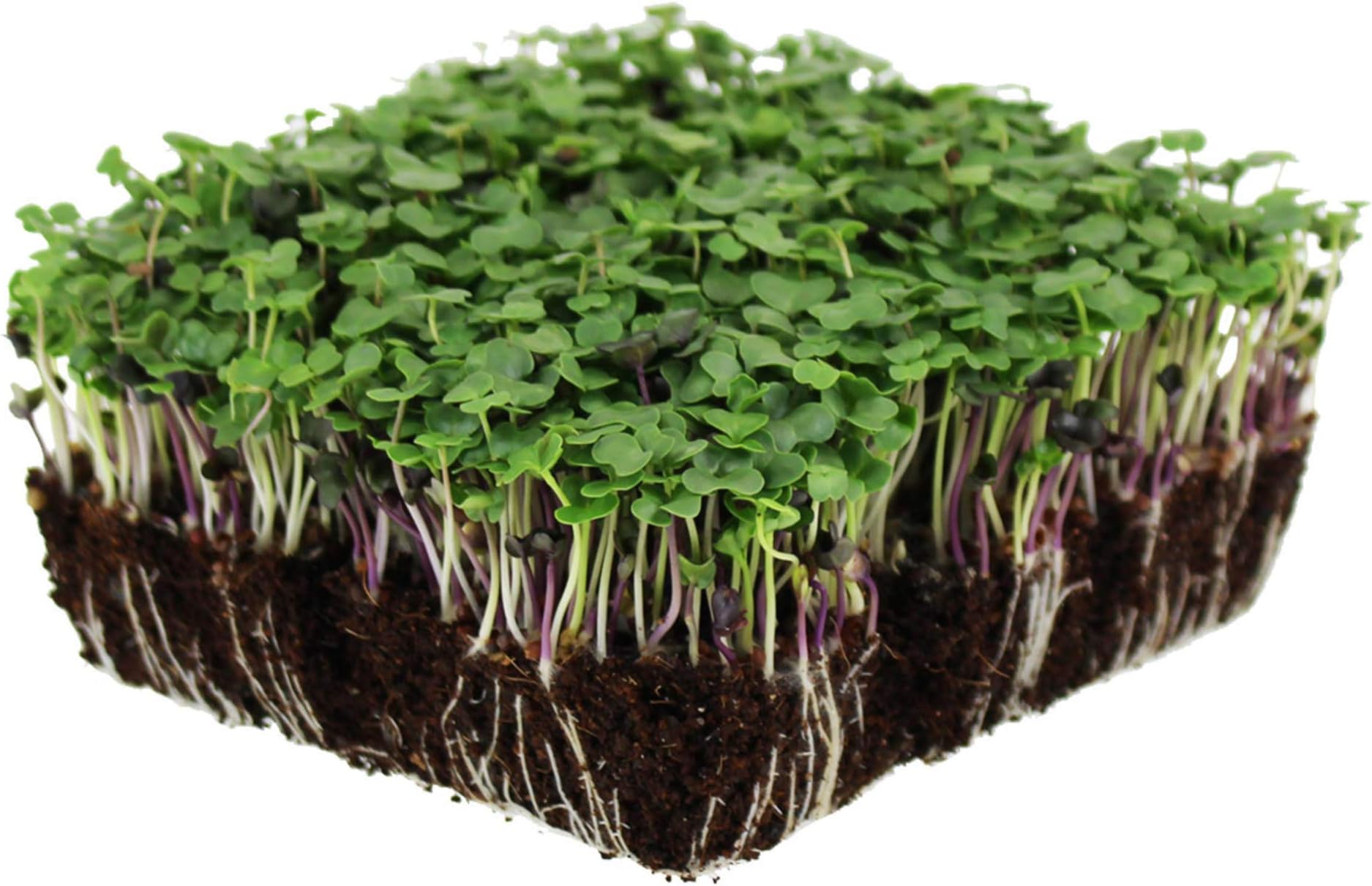 Bulk Salad Mix Microgreens Seeds – 1 LB – Non-GMO Blend of Broccoli, Kale, Kohlrabi, Cabbage & Arugula – High-Germination for Indoor Micro Greens, Hydroponic Growing & Home Gardening