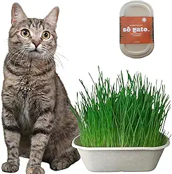 Graminha Mix Para Gatos - Petisco 100% Natural - SóGato