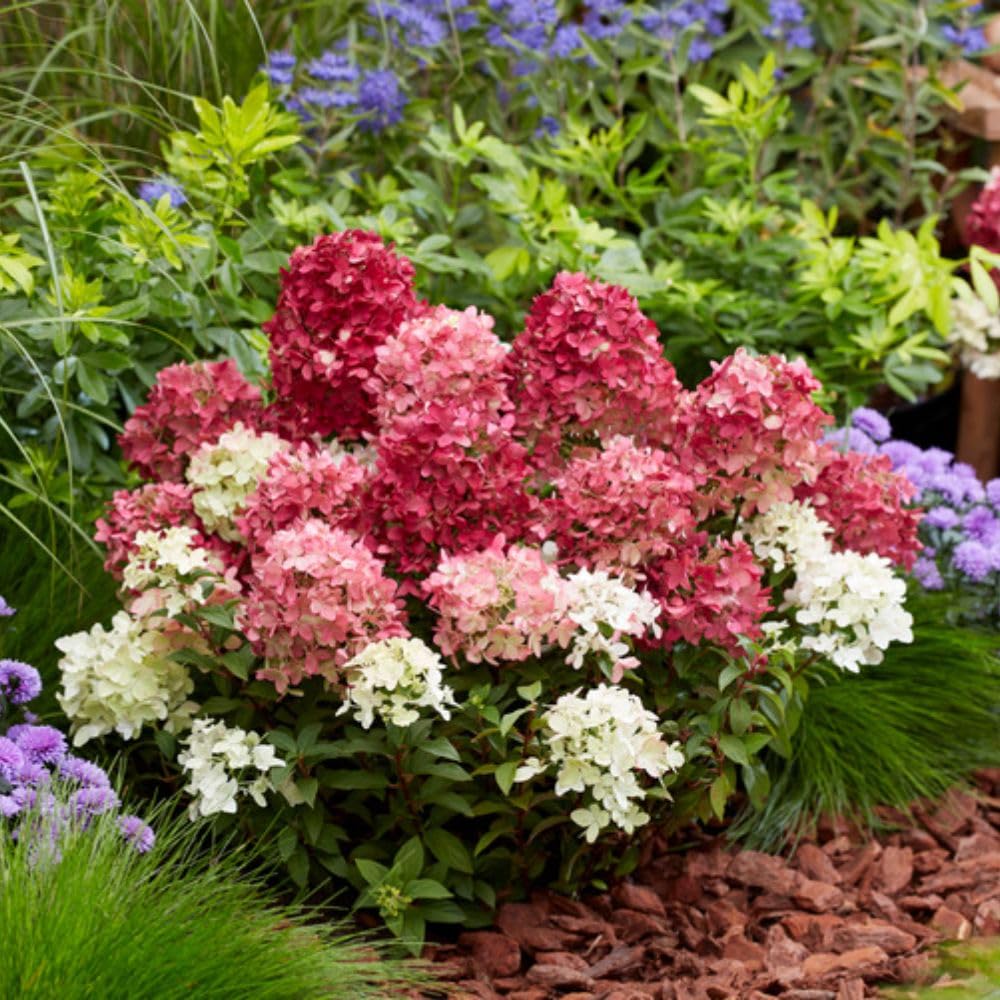 Hydrangea Plant ‘Groundbreaker Ruby’ 1 x 14cm Pot – Compact Groundcover Hydrangea – Colour Changing Ruby Red Blooms – Hardy Patio Shrub by Thompson & Morgan