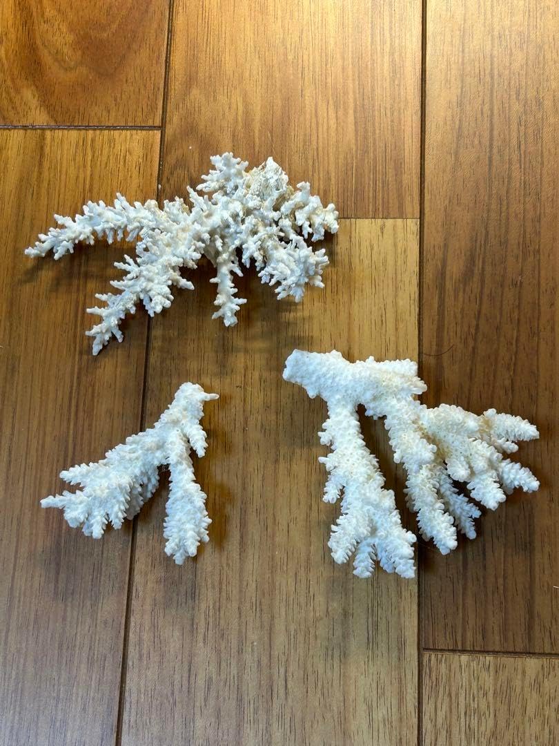 天然]白サンゴ3個セット 天然白珊瑚原木 White Coral・ No.3】白珊瑚