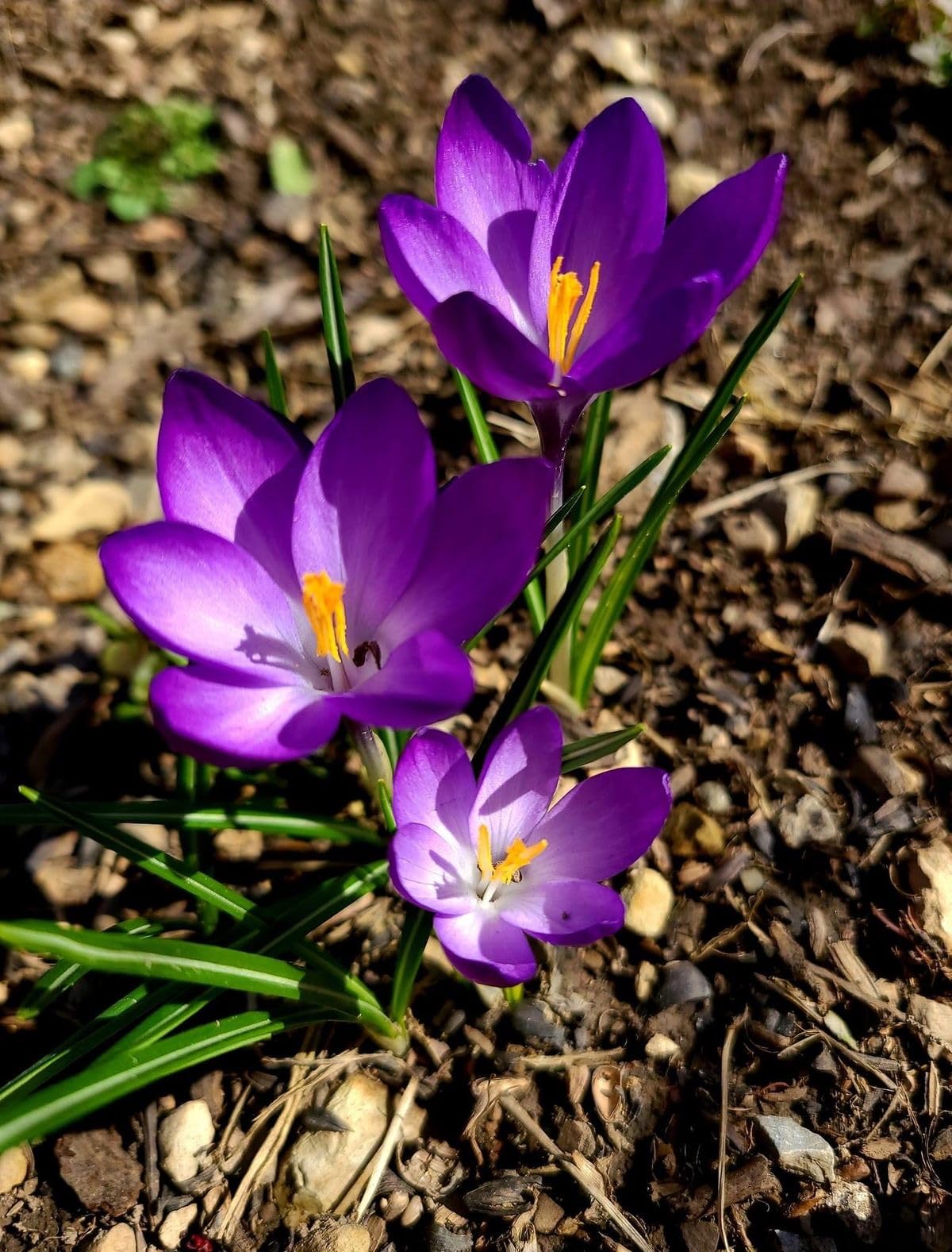 Radha Krishna Agriculture® Saffron Flower Bulbs | Kesar Flower Bulbs for Home and Gardening (Pack of 2 bulbs) - Image 3 thumbnail
