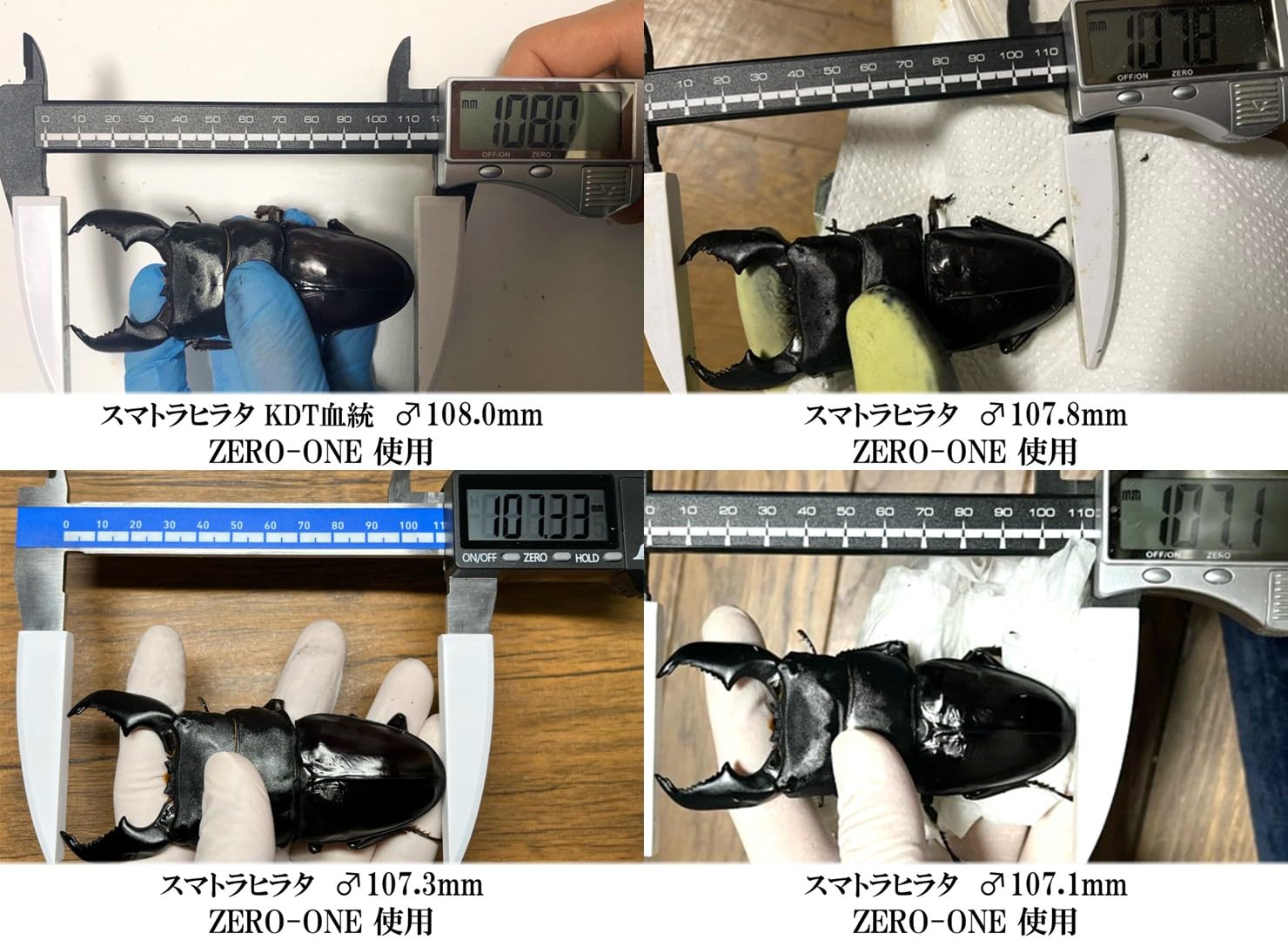 Amazon | 【DDA】ZERO-ONE菌糸シリーズ 次世代万能型菌糸 dda 菌糸 菌