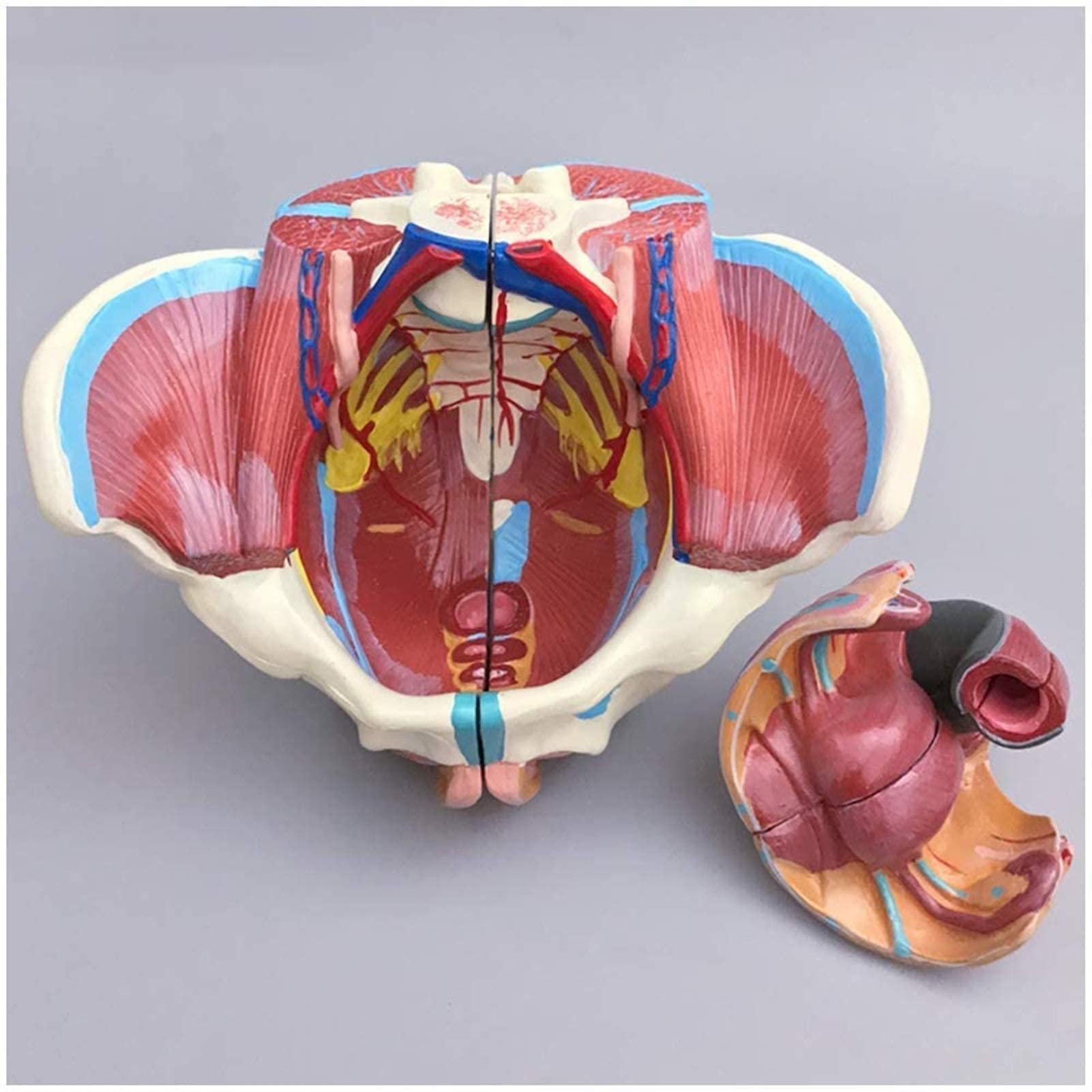 Model Anatomiczny, Kobiecy Model Miednicy, Model Miednicy Z Naczyniami Rozrodczymi I Macicą, Model Anatomiczny Mięśni Miednicy Z Dnem Miednicy