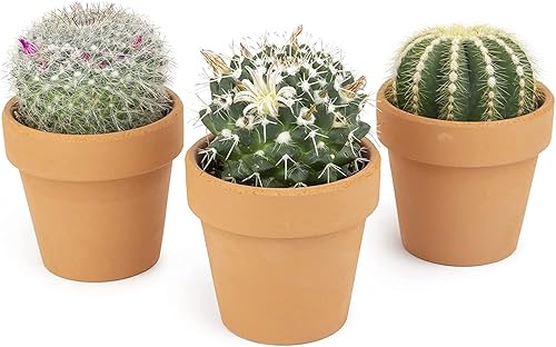 Plantas de cactus viven en macetas de arcilla para plantas (3 unidades), cactus vivo en tierra de cactus, mini cactus suculentas, cactus vivos