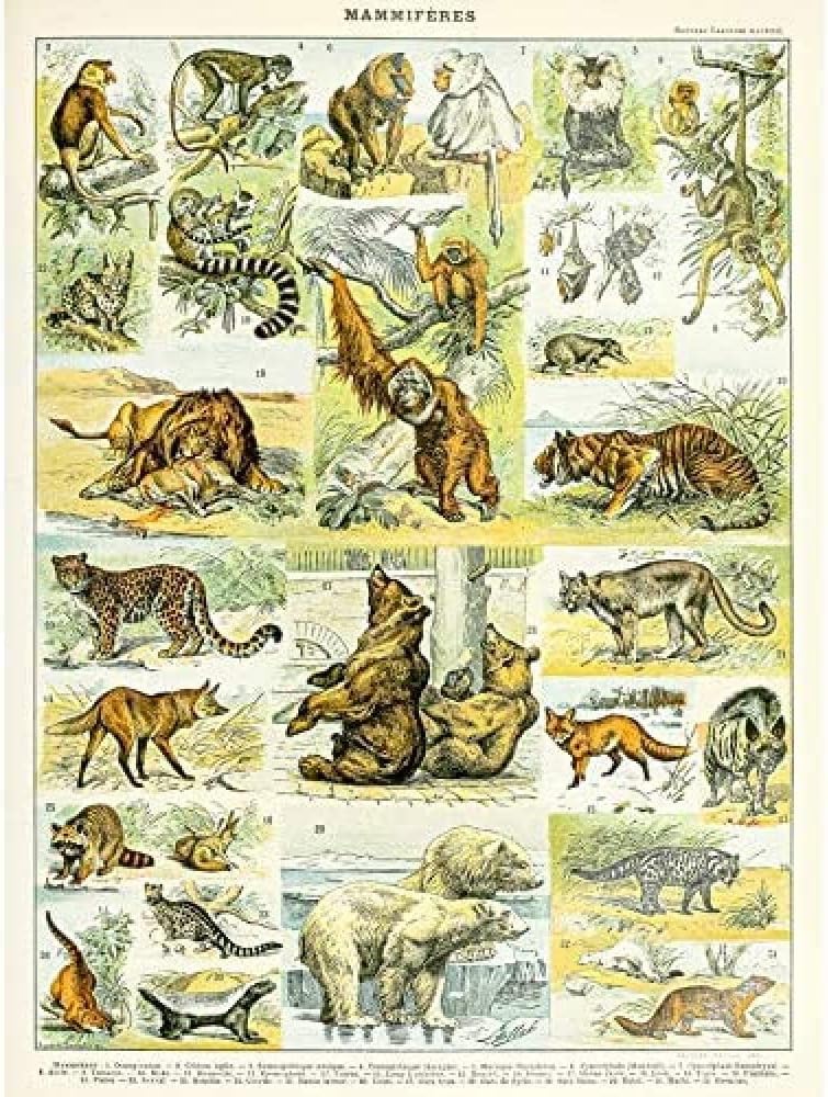 Artery8 Millot Encyclopedia Page Mammals Lion Bear Art Print Framed Poster Wall Decor 12x16 inch