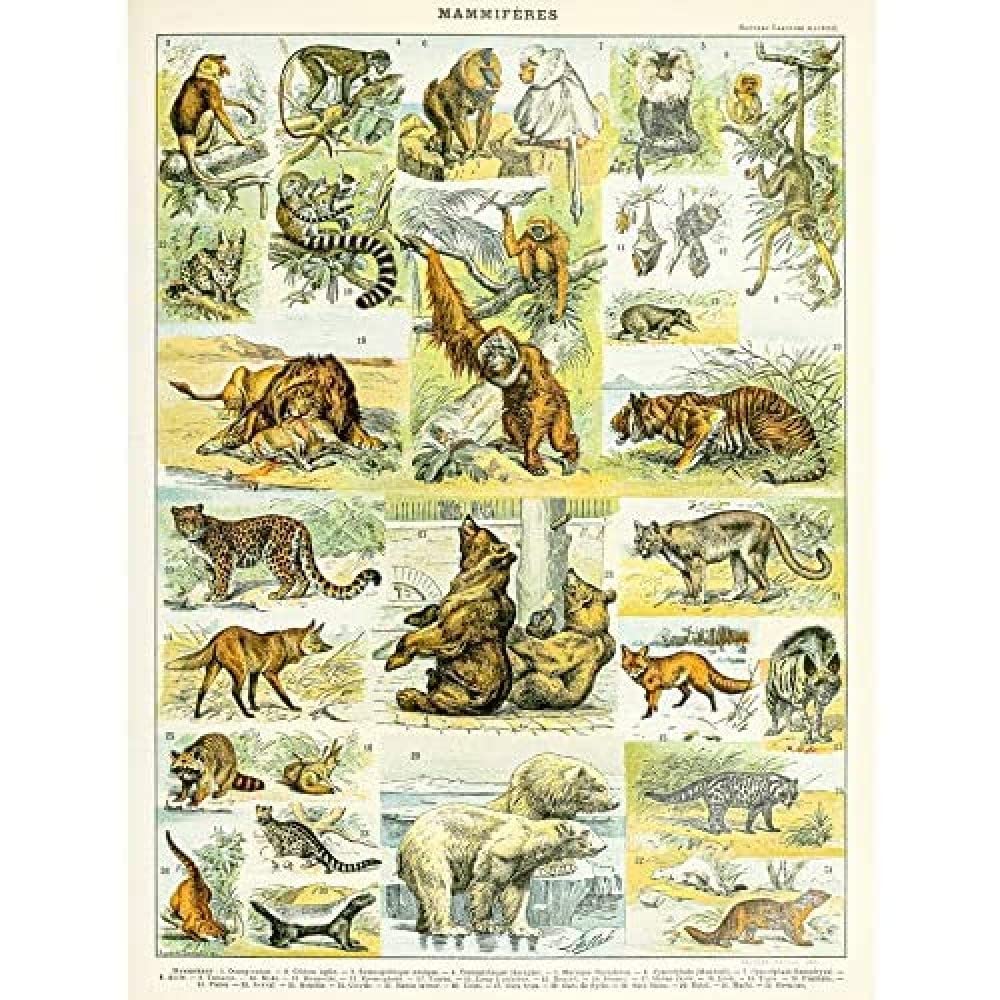 Artery8 Millot Encyclopedia Page Molluscs Shells Art Print Framed Poster Wall Decor 12x16 inch — view 156