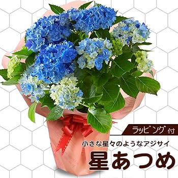 アジサイ 紫陽花　正規品　人気品種　よりどり選べます　月虹　万華鏡　星あつめ 71yqBg7crWL._UF350,350_QL80_.jpg