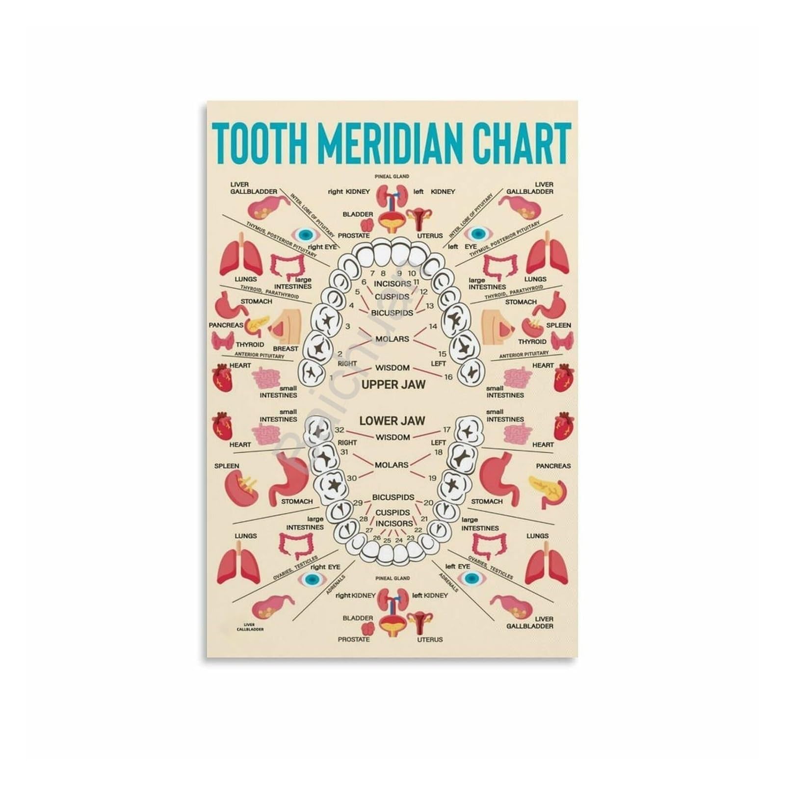 SSOPTMCB Complete Meridian Tooth Diagram, Acupressure Points Canvas Art, Office, Holistic Practice Decor(Unframed,16x24inch(40x60cm))