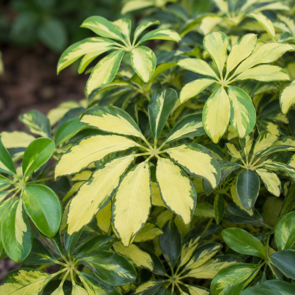 Amazon.com: Umbrella Tree Gold Capella | 1 Extra Large Trade 3 Gallon Plant  | Schefflera Arboricola | Indoor Houseplant, Tropical Foliage, Easy Care,  Low Light Tolerant, Air Purifier, Fast Growing, Live Decor :