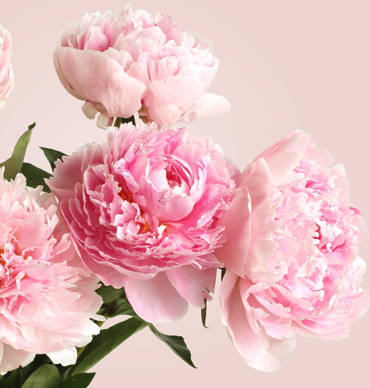 Blume Ideal Blumenstrauß | 25 Pfingstrosen | Ø 40–50 cm | Echte Pfingstrosen für Geburtstag & Deko | 7 Tage Frischegarantie | In verschiedenen Farben und Mengen