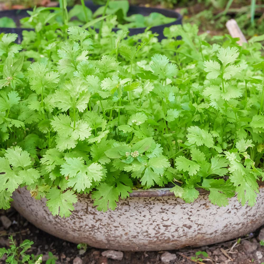 Coriander Seeds for Home Gardening (2 Packets, 10gm each) | Leafy Winter Vegetable Seeds for Home Garden | Fresh Vegetables Seeds for Kitchen | Organic Dhania Leaves Seeds (B0D77WHDZN) Amazon Price History, Amazon Price Tracker