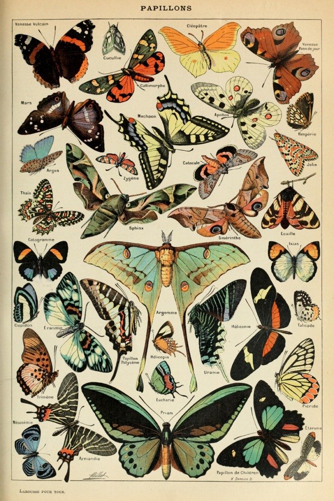 Butterflies, C, Vintage Bookplate, Adolphe Millot Artwork 82107 (12x18 Art Print, Wall Decor Travel Poster)