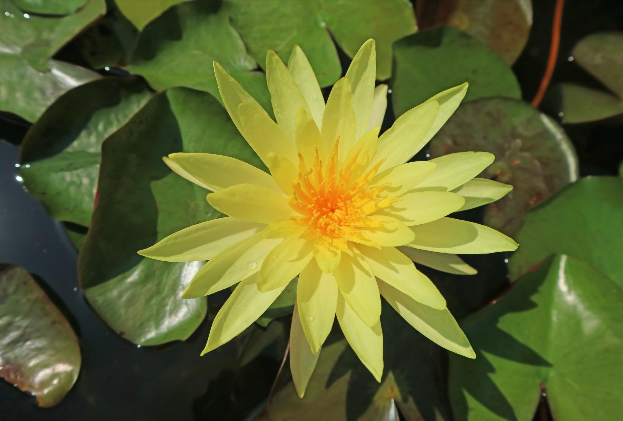 Lincsplants - Nymphaea 'Joey Tomocik'-Loose Root