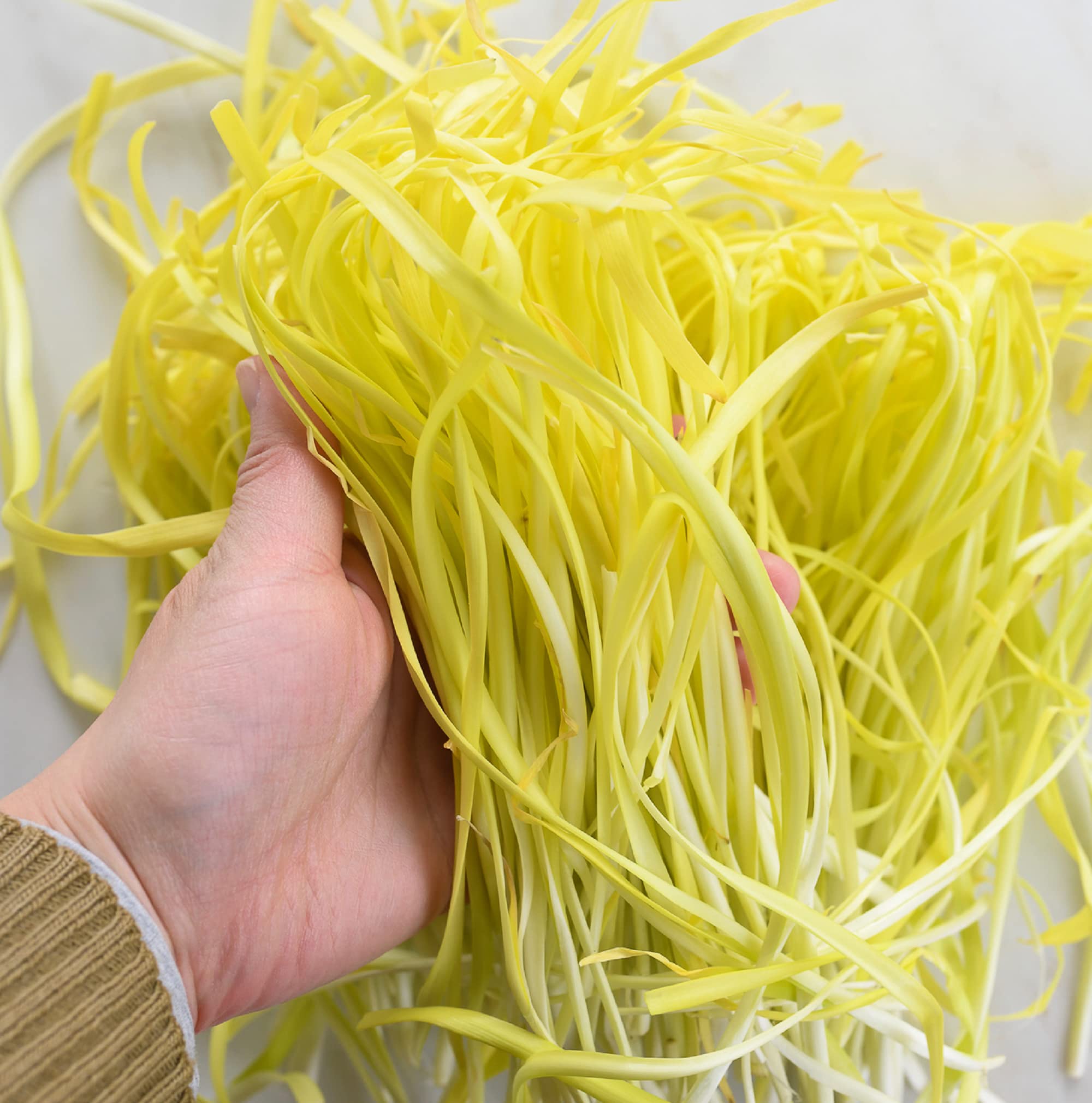 CHUXAY GARDEN Yellow Chives Seed,Chives,Garlic Chives 50 Seeds Healthy Non-GMO Vegetable Great for Cooking