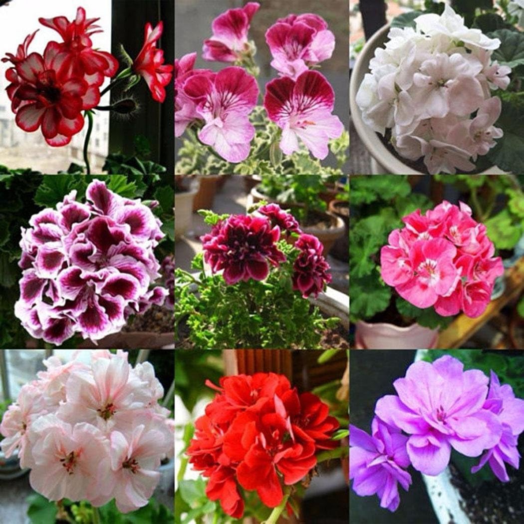 Ultrey Seed House - 20 Pieces Mix Geraniums Seeds Rare Geranium Garden Flowers Seeds Hardy Perennial Bonsai Potted Plant Color Mix
