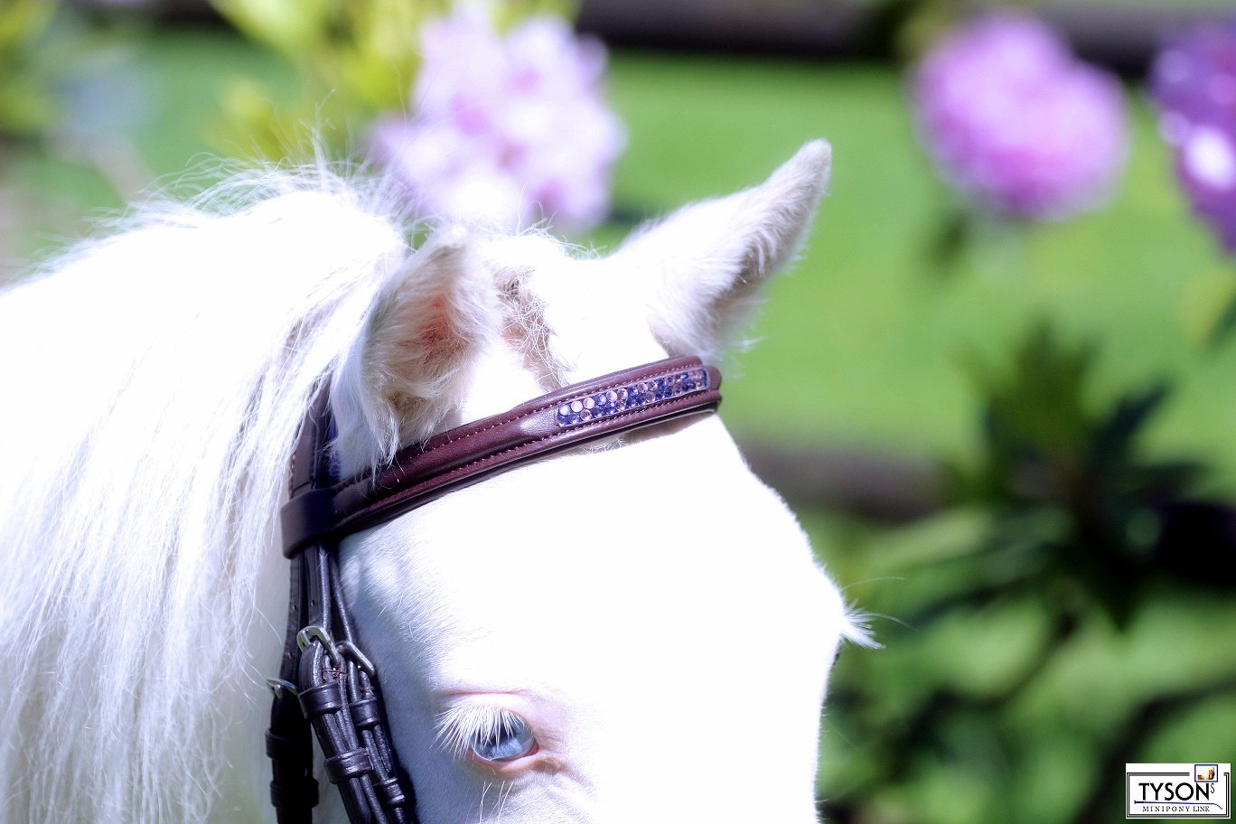 Trense Trio Minishetty Mini Shetty Schwarz Braun Lila Rosa Strass Stirnband Tysons BUTTERWEICHE Leder incl. Zügel