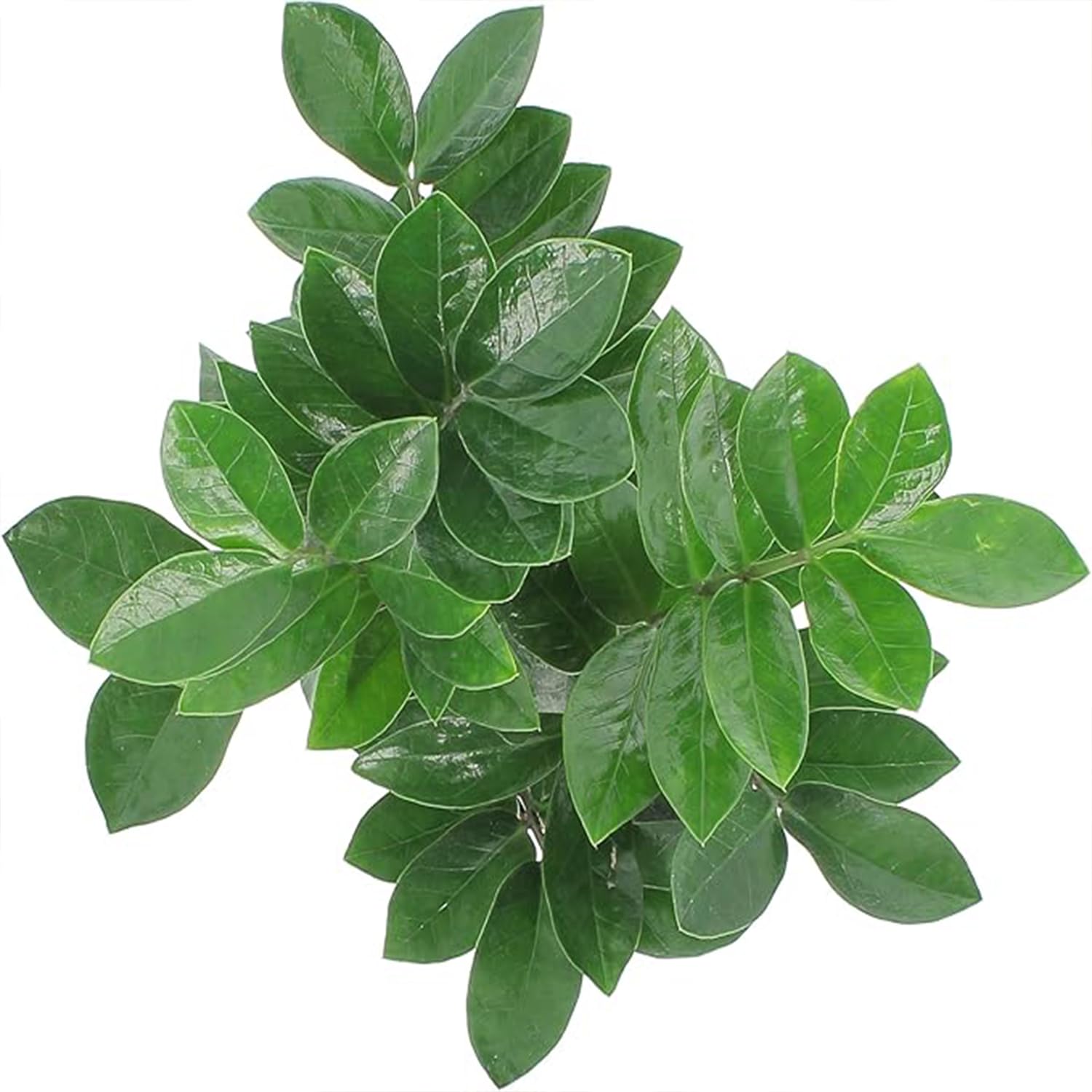 KENTIS - Zamioculcas Zamiifolia - Piante Vere da Appartamento - Pianta Purificante Aria - Facile Cura - H 40-50 cm Vaso Ø 12 cm