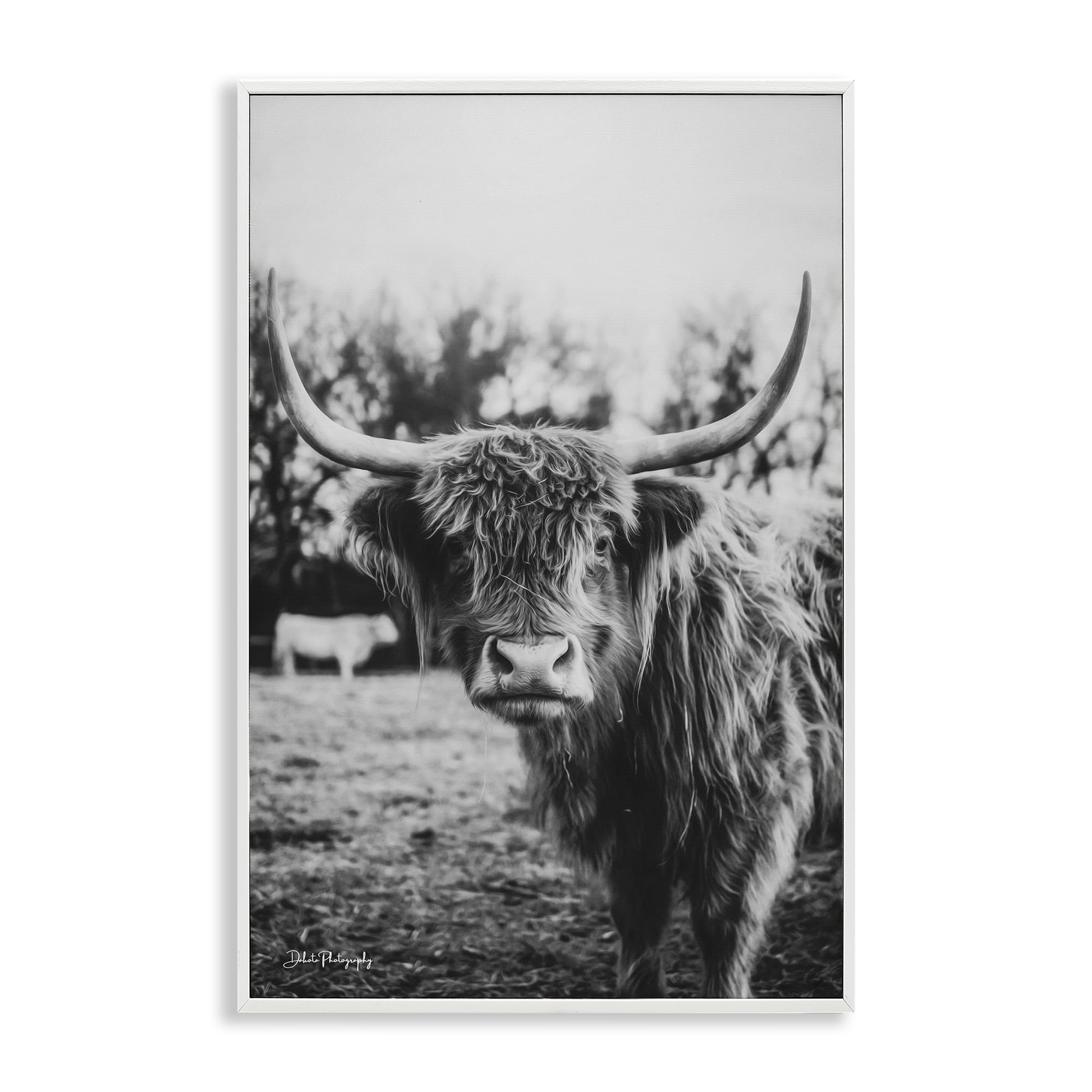 Stupell Industries 'Peering Highland Cattle', Framed Giclee Art, White, 20 x 30 Inches, Easy to Hang and Sturdy, Made in USA, by Dakota Diener