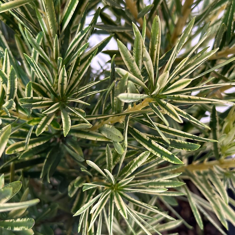 Blooming & Beautiful - Roman Candles Podocarpus - 3 gal - Southern Living - Evergreen Variegated Shrub - Zones 7-10 - Podocarpus macrophyllus 'MIU' PP28582-3 Gallon Pot