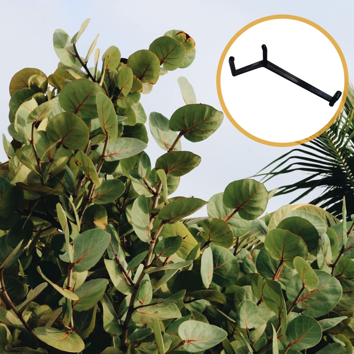 BESPORTBLE 50stücke Teiliges Einstellbarer Pflanzen-trainingsclips Und Formen Von Ästen Für Obstbäume Und Blumen Für Gartenprojekte Und Effektives Pflanzenwachstum