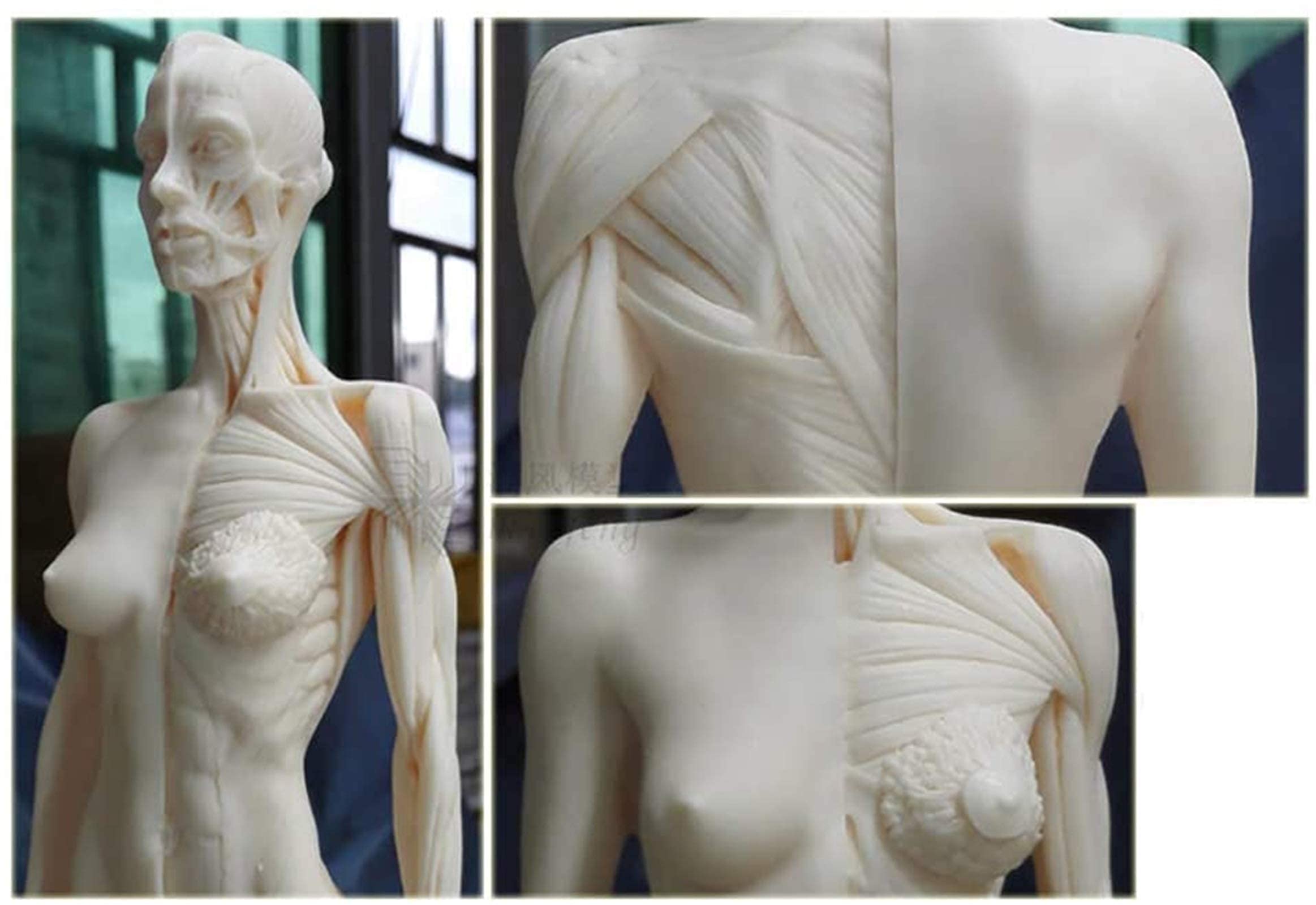 Figure D'anatomie Féminine Et Masculine De 11 Pouces - PU Material Modèle De L'os Musculaire Anatomique Humain - Modèle D'anatomie Musculo-Squelettique Humaine - pour Le Dessin d'artiste Médical