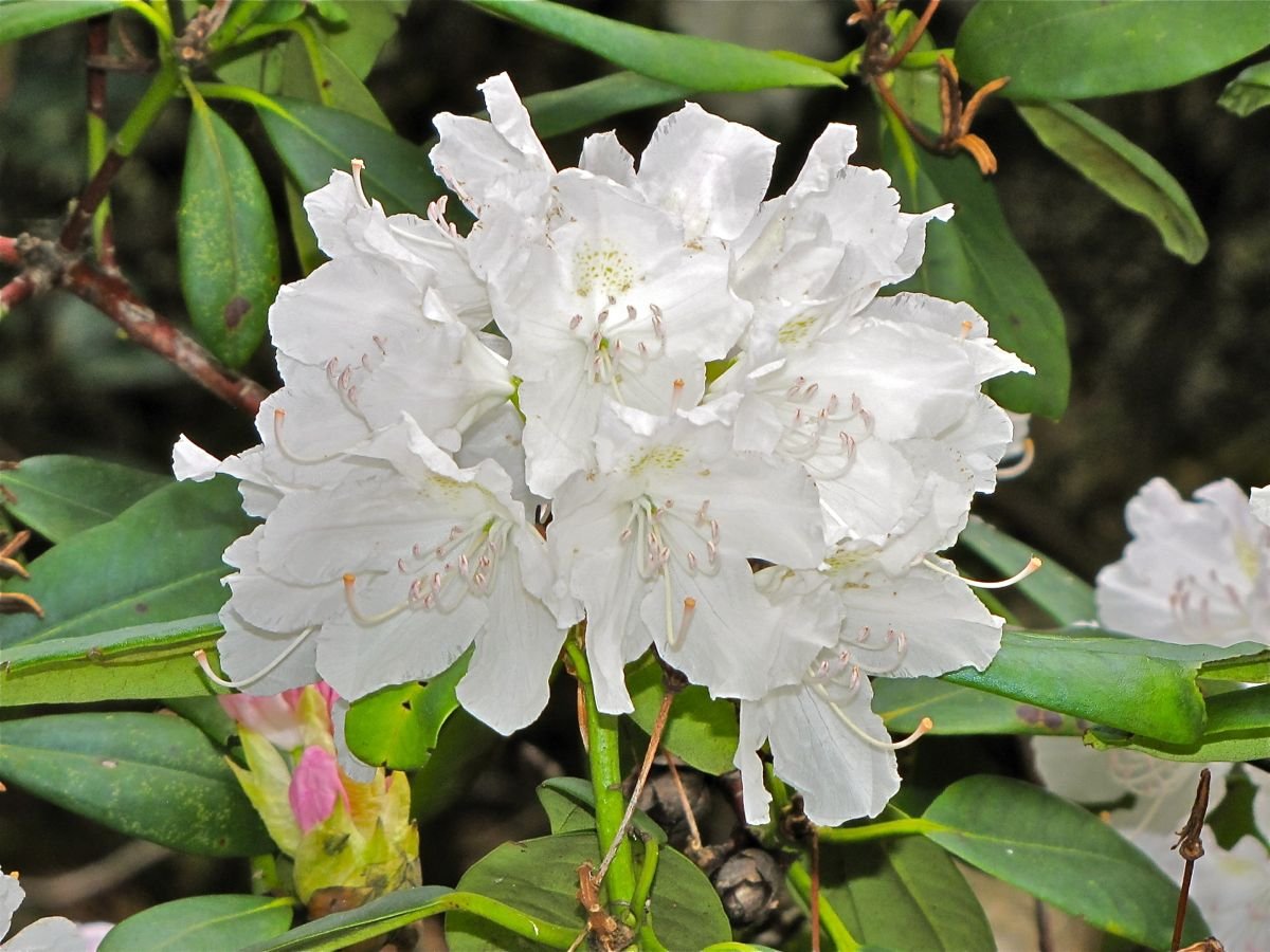 Amazon.com: Rhododendron Boule de Neige - Floracin blanca - Resistente a  -25 F (12-15 pulgadas de ancho - normalmente contenedor de 3 galones) :  Patio, Csped y Jardn