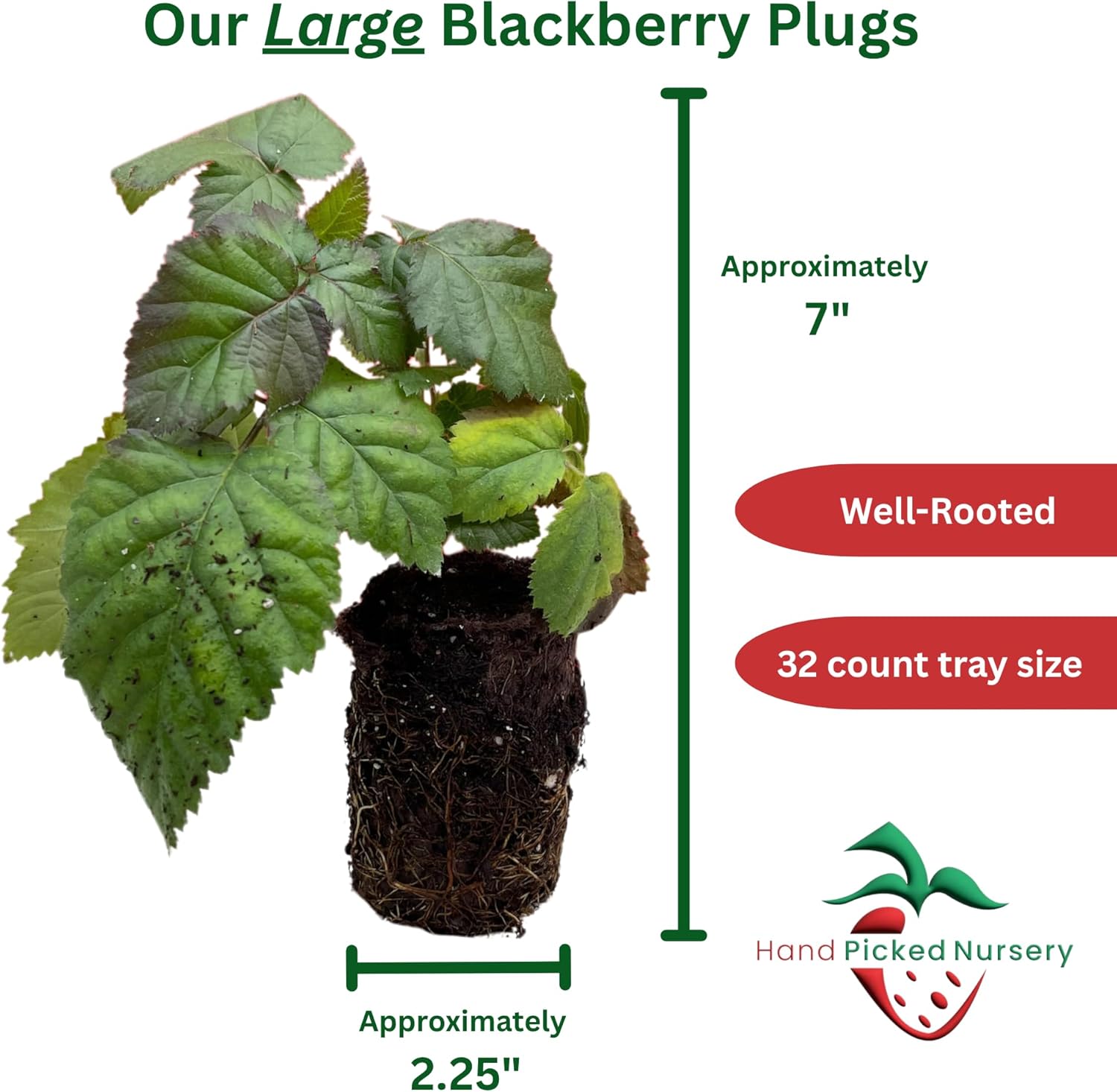 BlackBerry Plants, 'Caddo' BlackBerry Plants - Consistently High Yields! Thornless and Upright Growing Blackberries from Hand Picked Nursery (3)