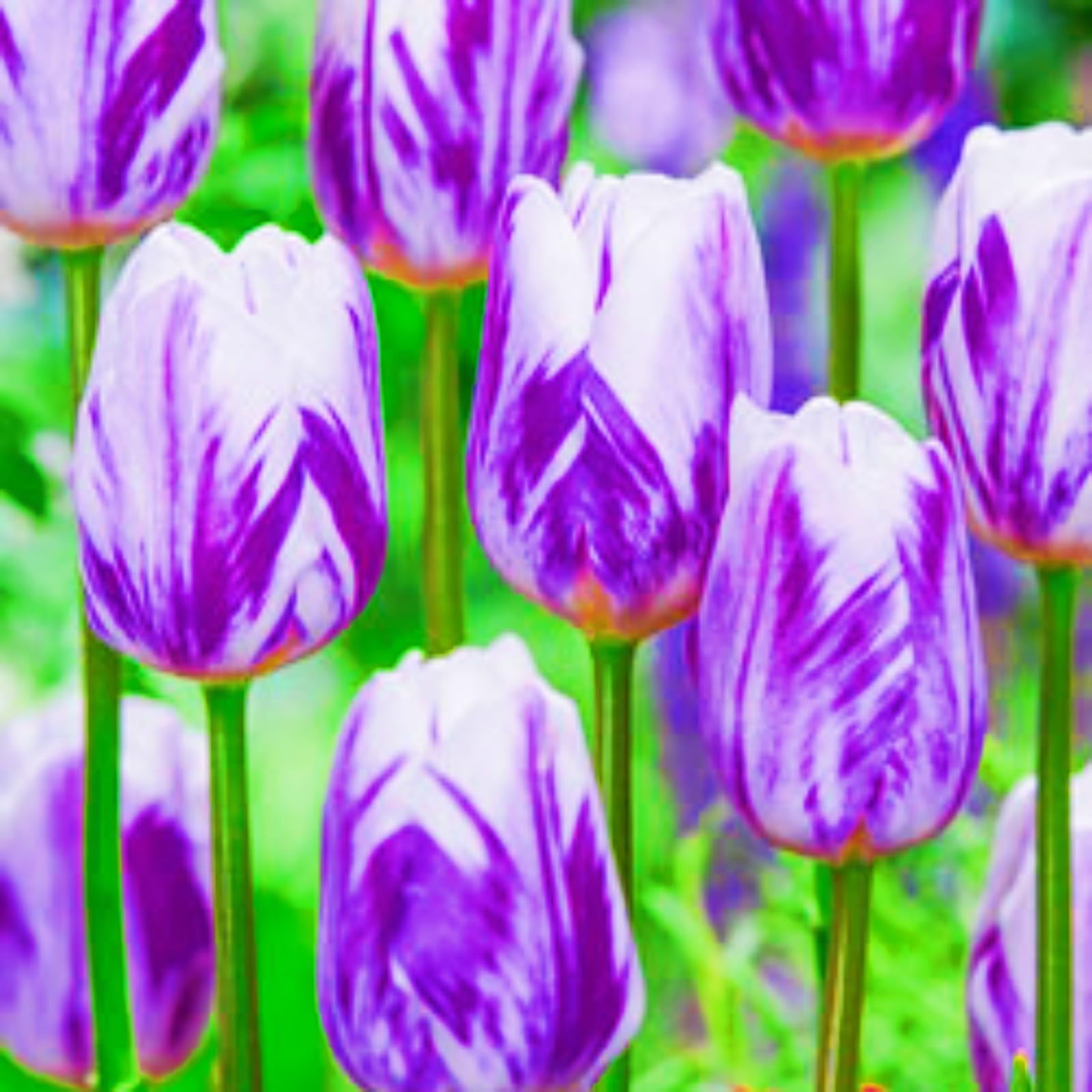 Dwarf Tulip Bulbs High Ornamental Value Tulip Bulbs UK Garden Flowers/Hardy Perennial/Wedding Flowers-20bulbs-a