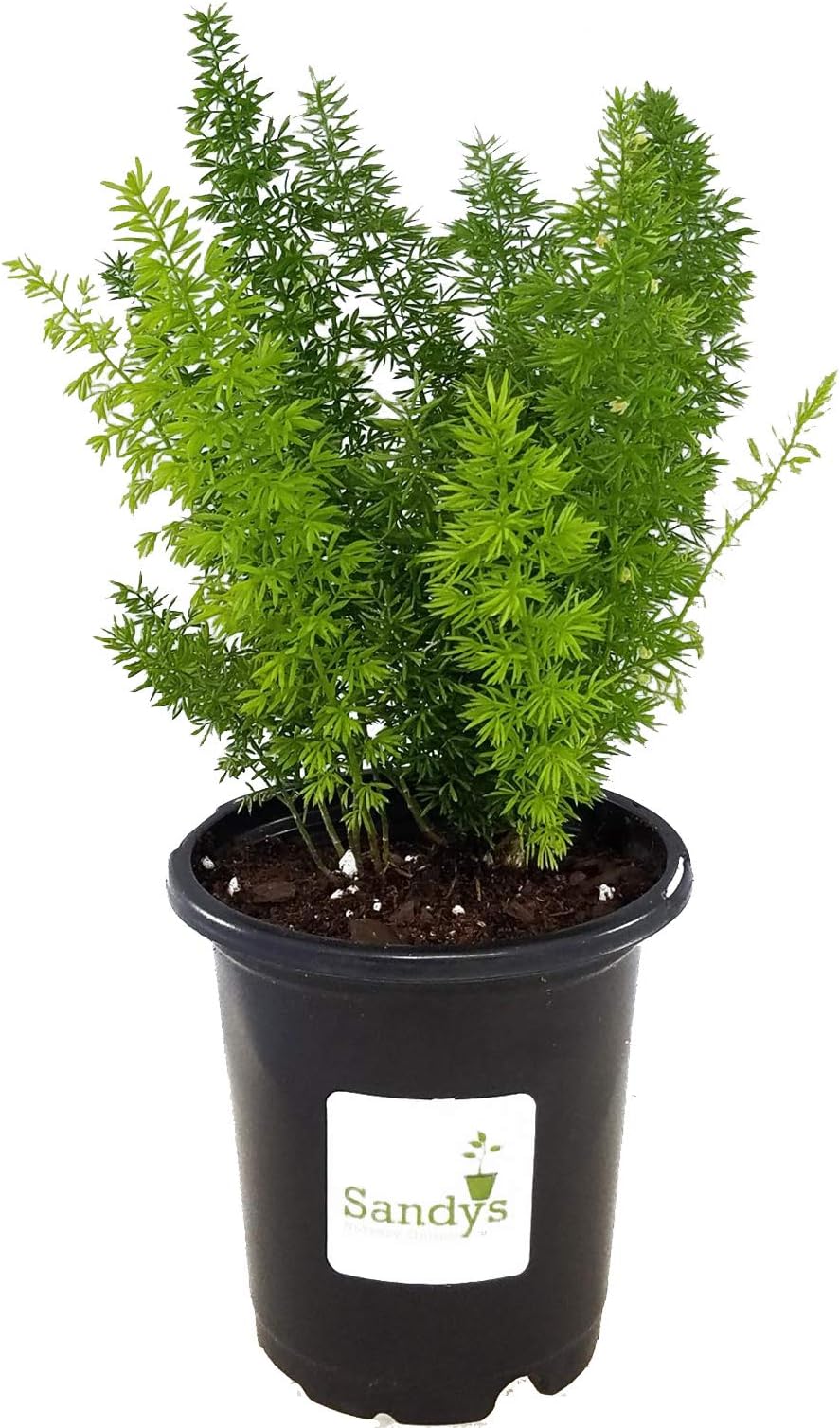 Fern Foxtail Asparagus Meyeri, Bush Ground Cover, 4 Inch Pot