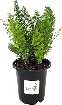 Fern Foxtail Asparagus Meyeri, Bush Ground Cover, 4 Inch Pot