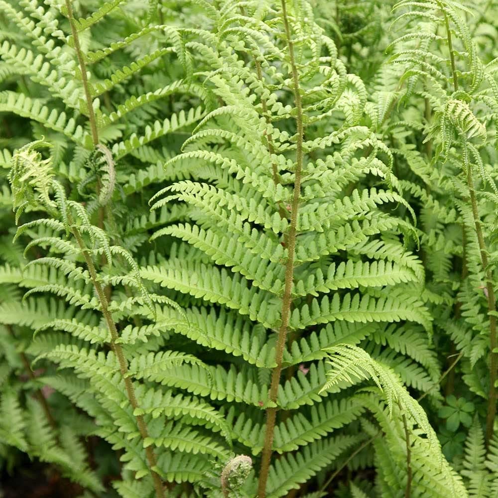 Plant Theory 2L Pot Male Fern Dryopteris Filix-Mas Hardy Outdoor Ferns Jungle Plant Trunks