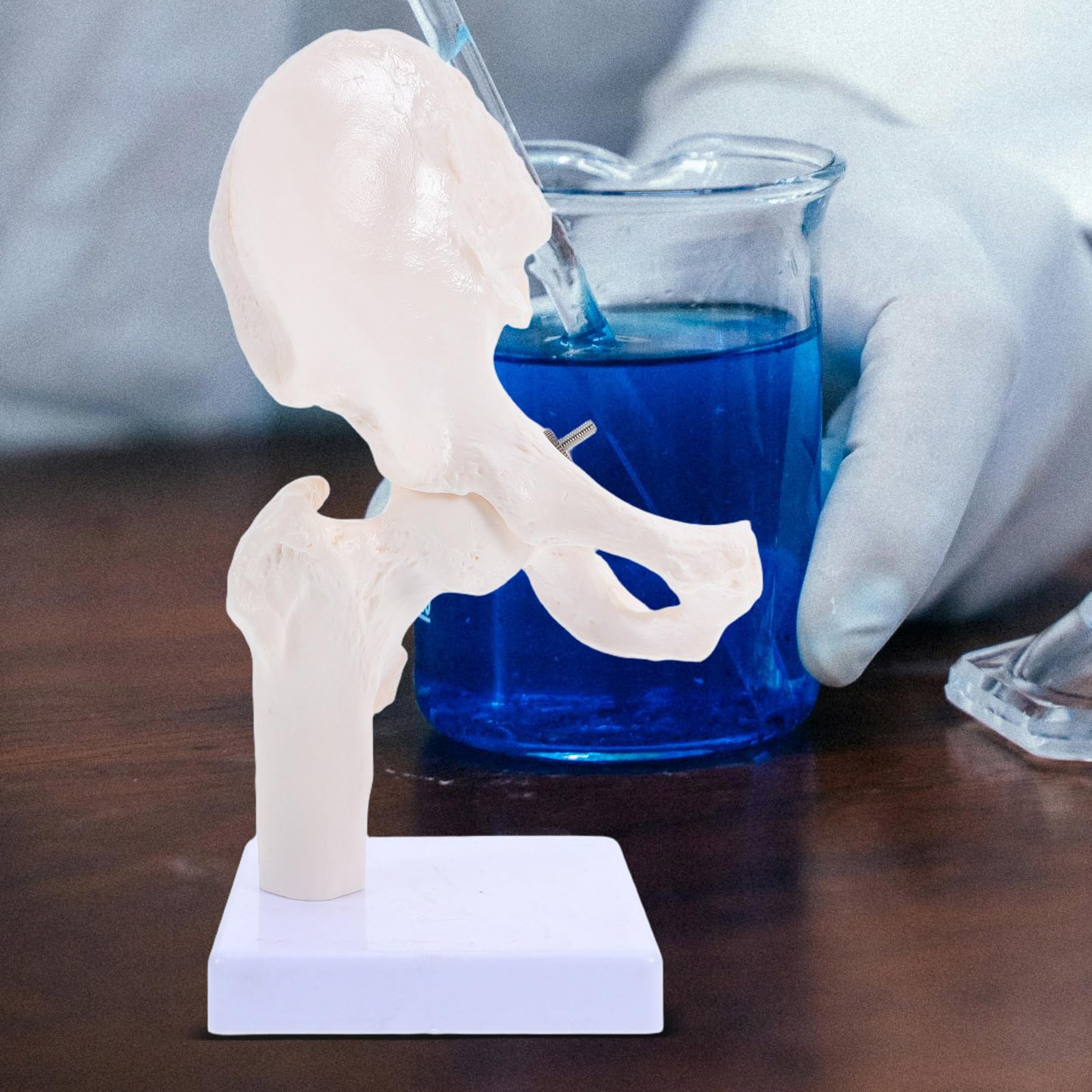 PRETYZOOM Modelo Didáctico de Articulación para Anatomía, Esqueleto Humano Móvil Desmontable Tamaño Mini, Material Duradero para Estudio Científico y Enseñanza Educativa
