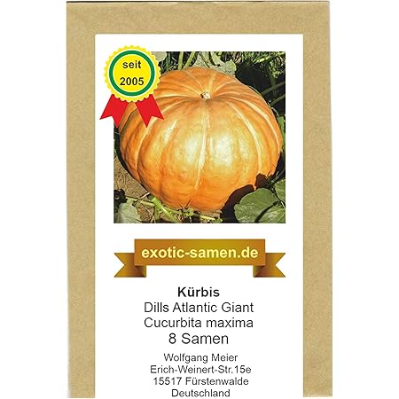 Kürbis Riesenkürbis - Dills Atlantic Giant - Rekordkürbis - 8 Samen