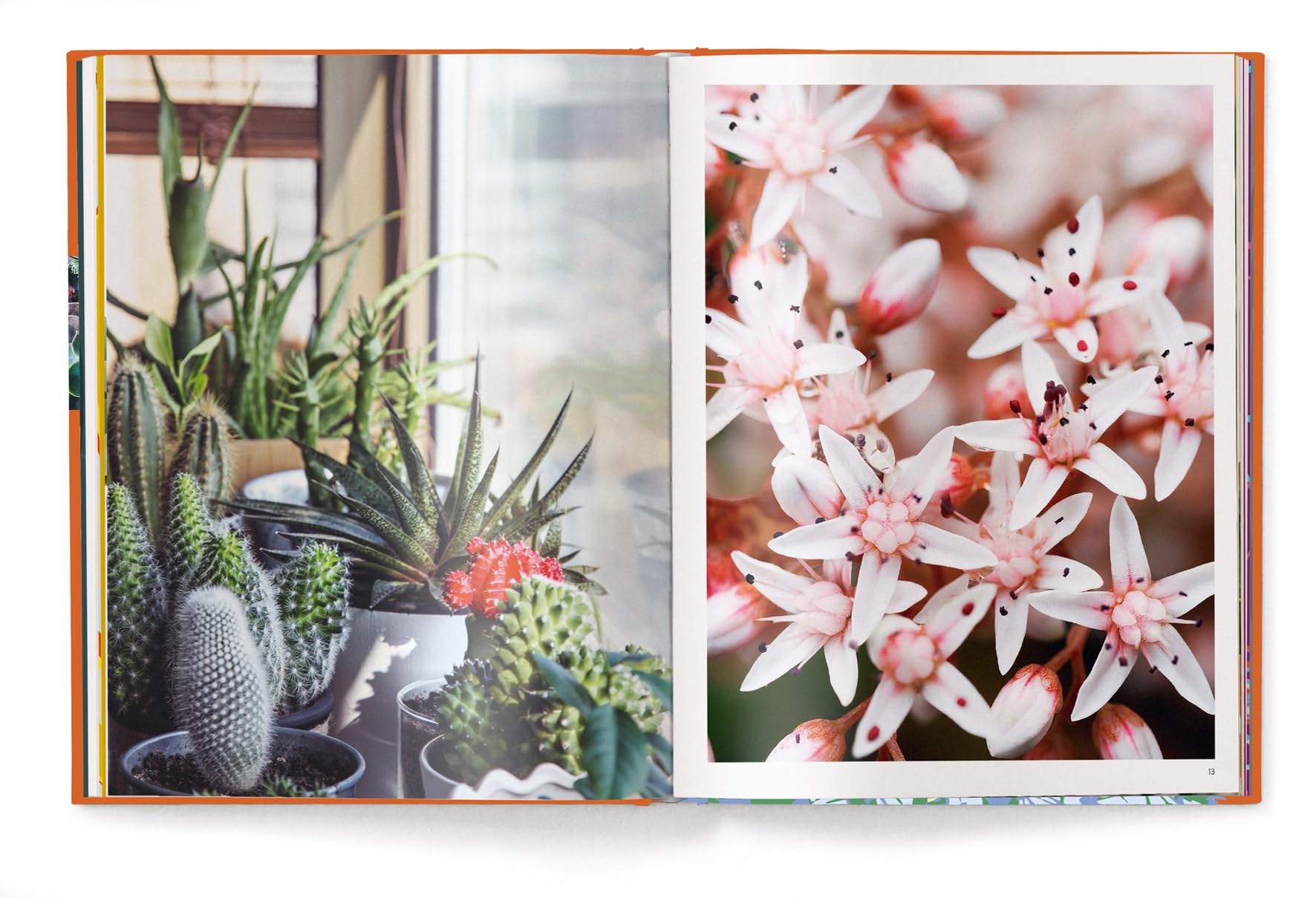 Floramour: Succulents / Sukkulenten /anglais