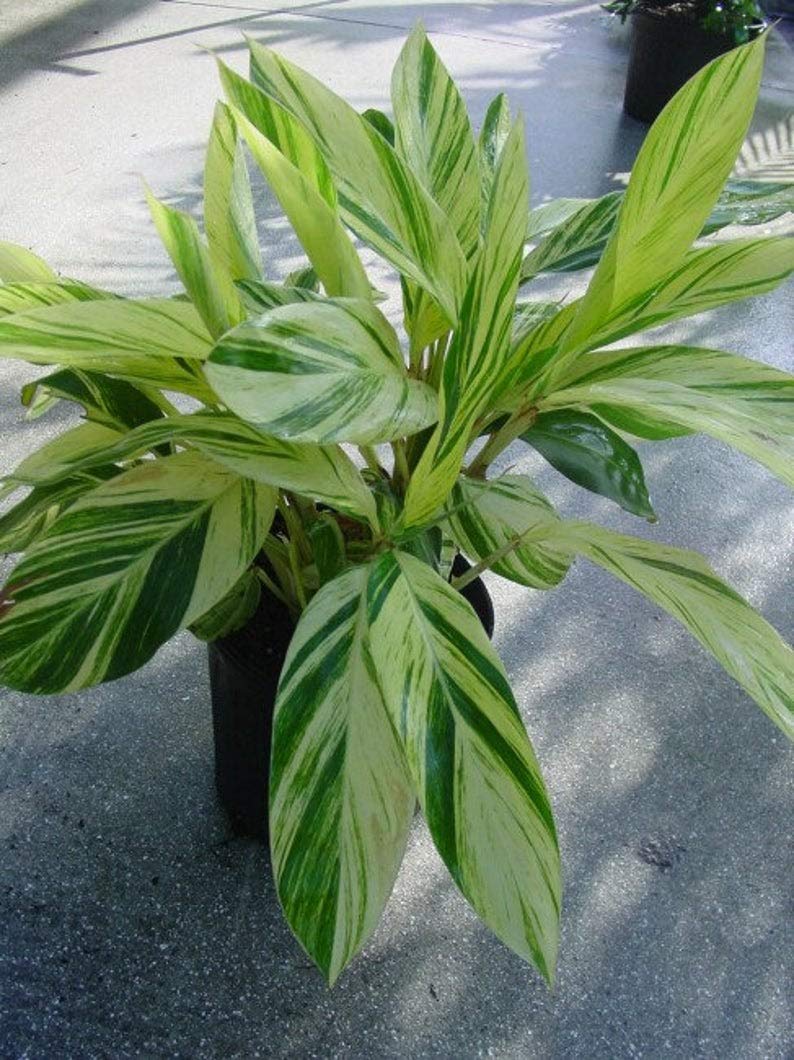 Amazon.com : 1 Alpinia zerumbet 'variegata' - Variegated Shell Ginger Live  Plant : Patio, Lawn & Garden