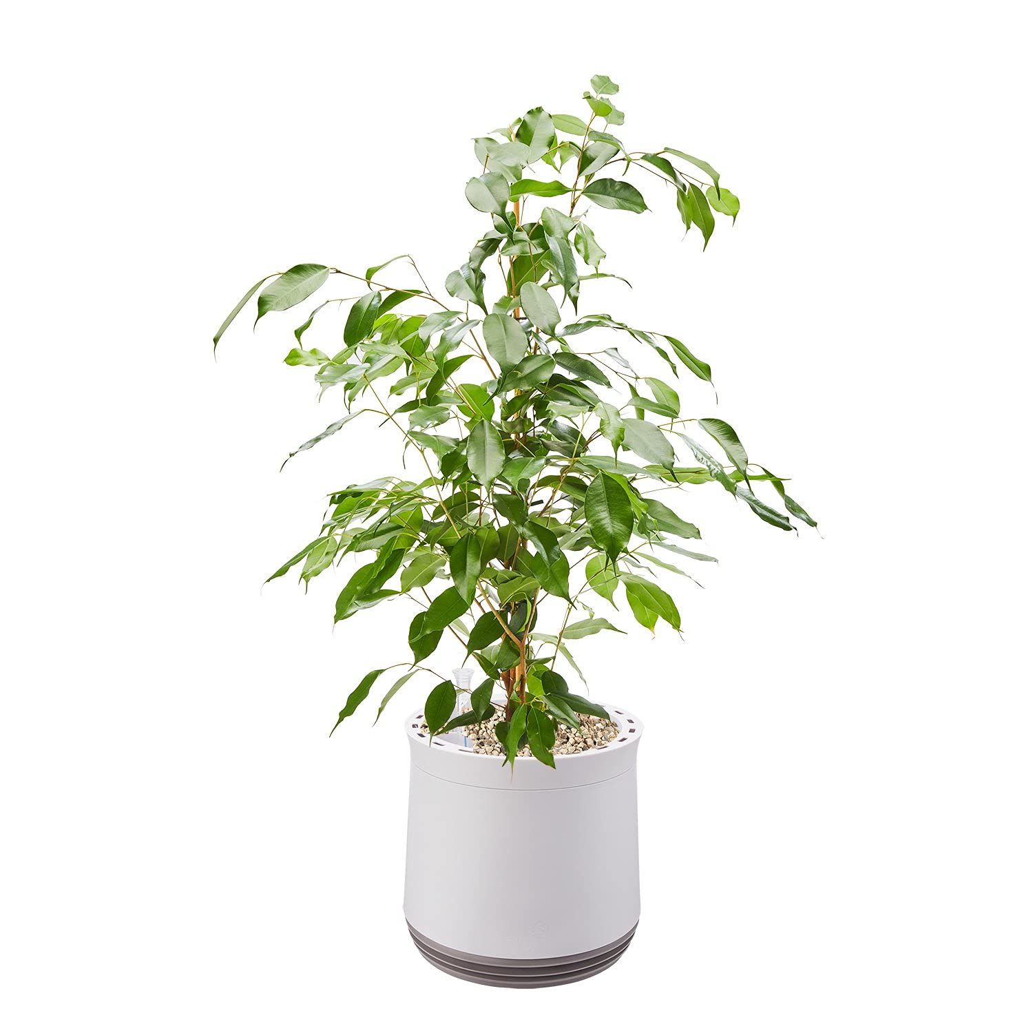 AIRY Luftreiniger System S - Mit Bogenhanf Für 10qm Räume