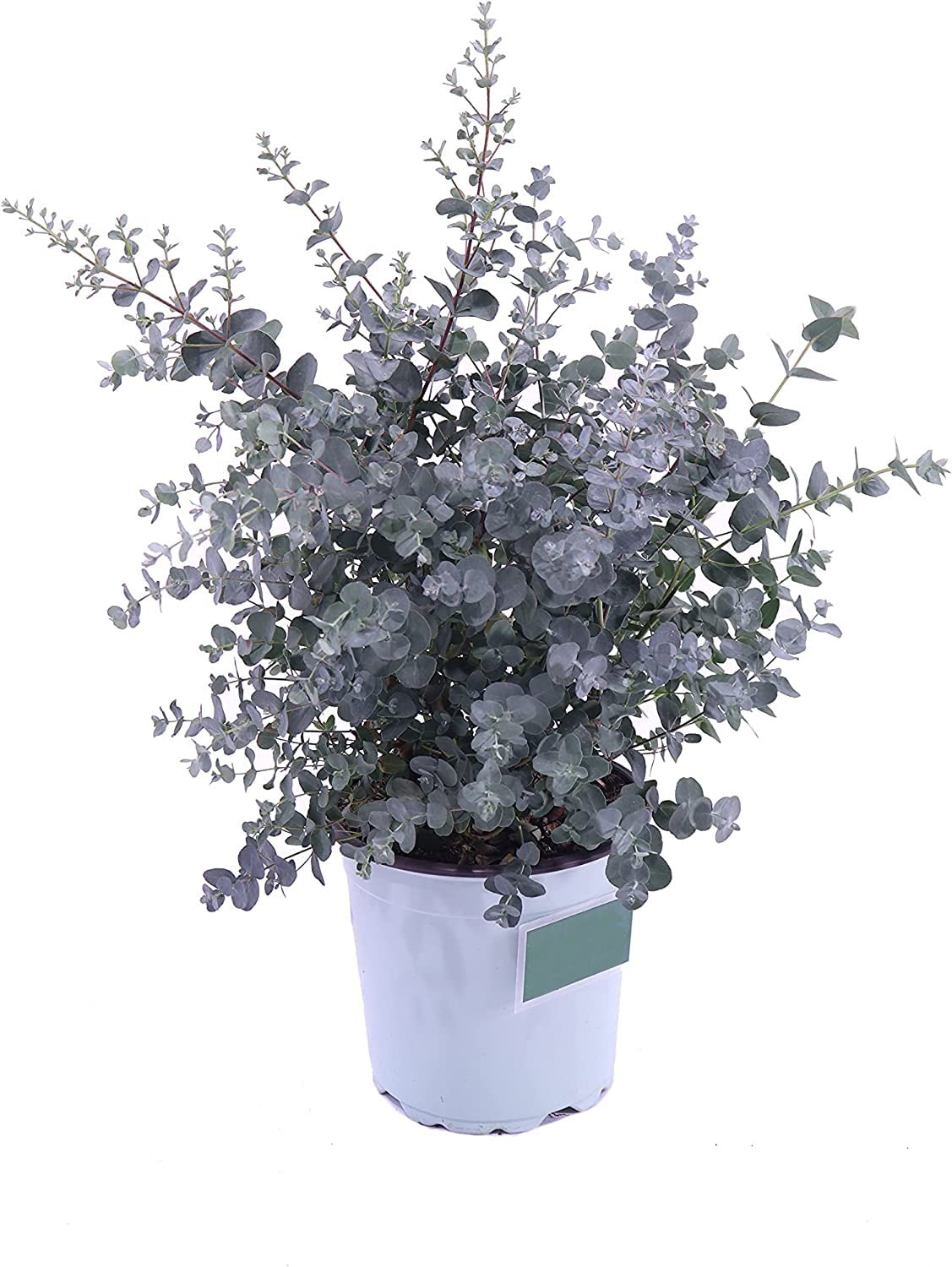 Eucalypto Dólar Planta Natural Eucalyptus para Interior y Exterior