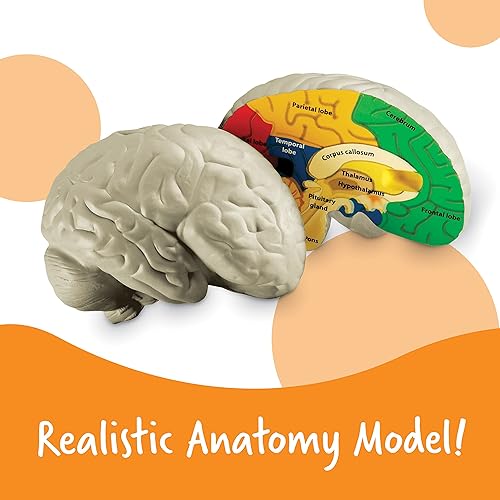 Miniatura 2 de Learning Resources, maqueta del cerebro con corte transversal