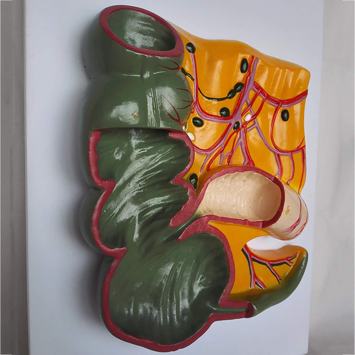 Modèle Anatomique De L'appendice Et du Caecum, De L'appendice du Profil Rectal Et du Modèle D'anatomie des Organes Humains du Cecum pour L'étude du Dessin d'artiste Formation
