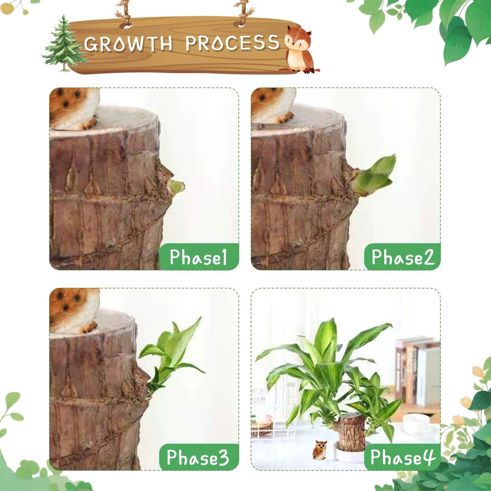 Mini Braziliaanse Hout Potplanten Schone Lucht Lucky Wood Plant Pot Hydroponische Planten Hydroponische Boom